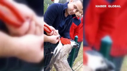 Kocaeli'de ayağı tele takılarak mahsur kalan martı operasyonla kurtarıldı