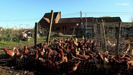 Ευρωβουλή: Εγκρίθηκε η νέα «πράσινη» ΚΑΠ