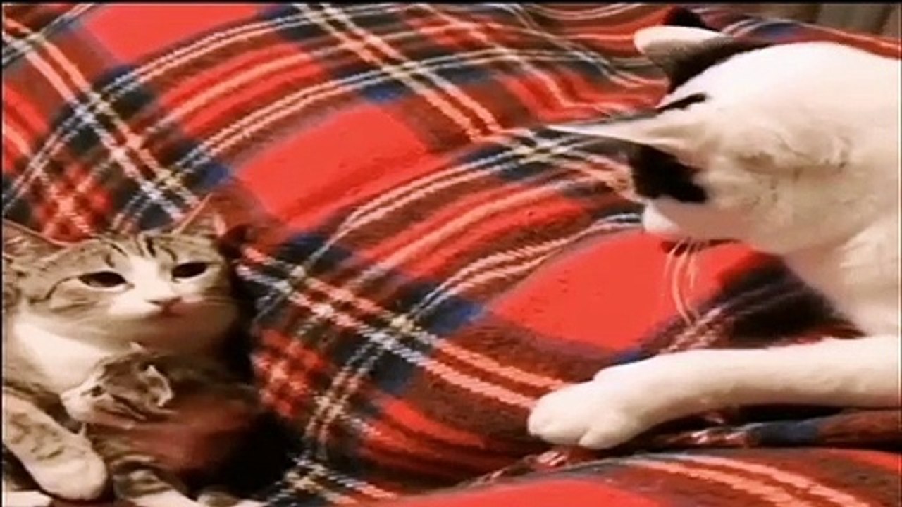 CHATS DRÔLES   funny cats