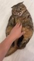 Fluffy Cat Loves Getting Scritches From Owner