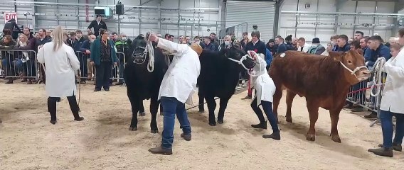 Housewife's Champion heat at Royal Ulster Beef & Lamb