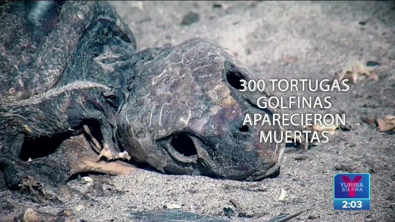 Muerte de tortugas golfinas en La Escobilla causa indignación