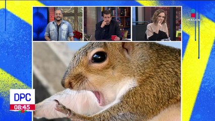 ¡Detente Firulais! | Más allá de lo evidente