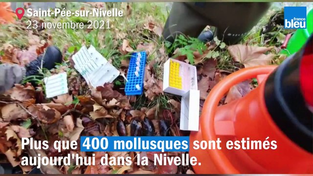 Pays Basque : la moule perlière de la Nivelle en danger d'extinction