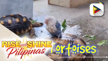 Kulitan and bonding with Birb the lovebird at ang Tortoise Squad