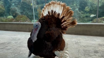 Bourbon Red takes in the sights at The Florida Aquarium