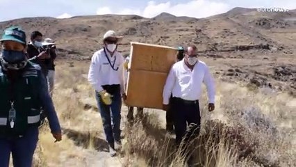 I sette mesi (di terapia) del condor delle Ande: guarito e liberato nei cieli del Perù