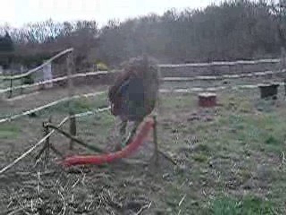 FAUVETTE SAUT 1