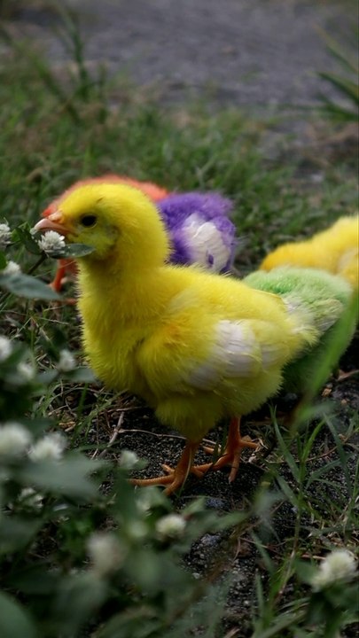 Ayam Warna Warni Gemes Lucu | Ayam Pelangi
