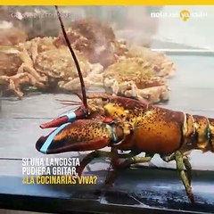 Si una langosta pudiera gritar, ¿la cocinarías viva?