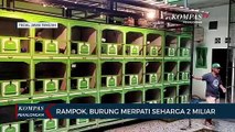 Rampok, Burung Merpati Seharga 2 Miliar Rupiah