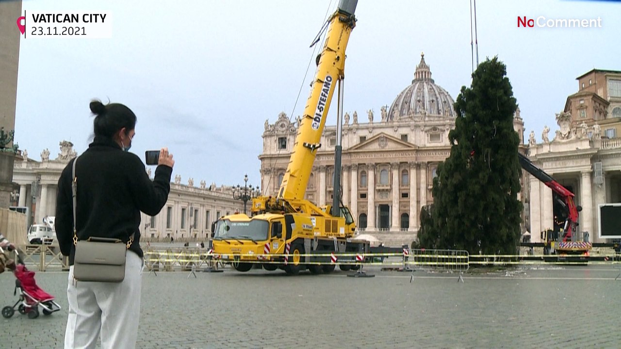 28 Meter hoher Christbaum für den Vatikan