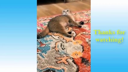 Top Funny Cat Videos Of The Weekly - Try Not To Laugh