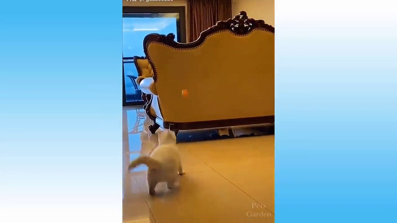 Funniest  Dogs And Cats - Try Not To Laugh