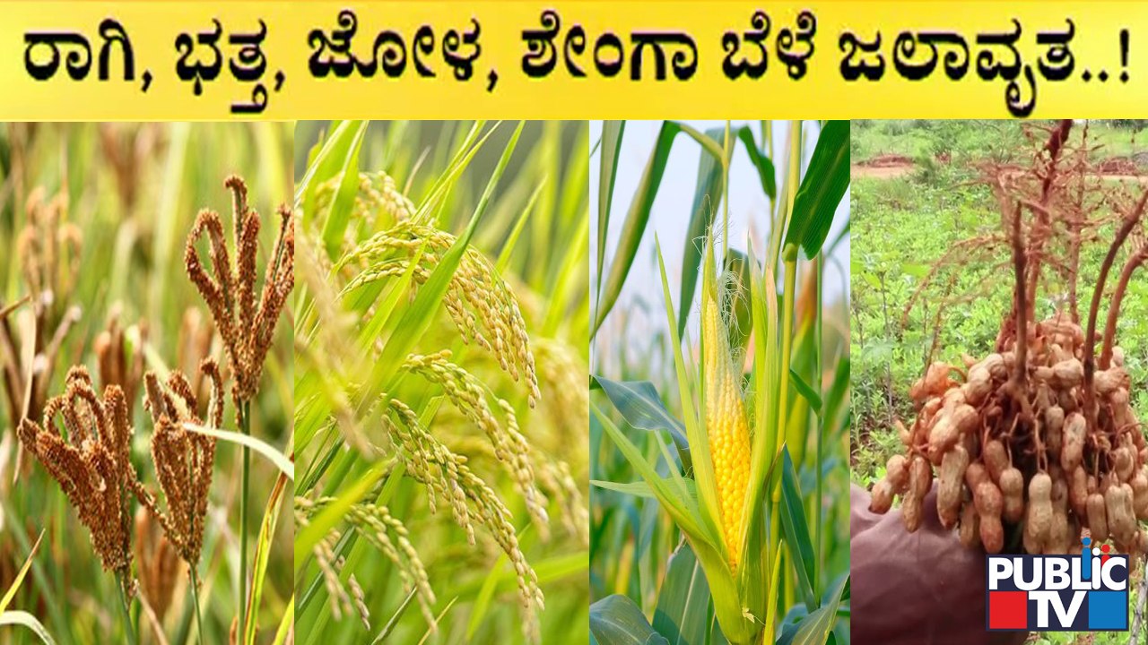 Tumkur: Agricultural Crops Destroyed Due To Heavy Rain