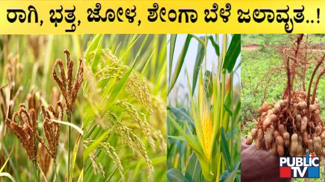 Tumkur: Agricultural Crops Destroyed Due To Heavy Rain