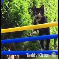 Funny Cats Videos  It's Time To Laugh With Cats And Kittens!