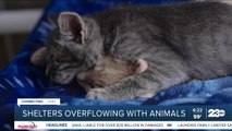 Shelters are now overflowing with animals