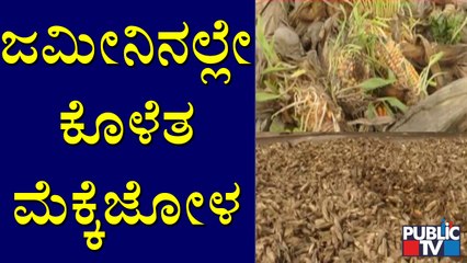 Bellary: ಭಾರಿ ಮಳೆಯಿಂದಾಗಿ ಜಮೀನಿನಲ್ಲೇ ಕೊಳೆತ ಮೆಕ್ಕೆಜೋಳ | Public TV | Maize