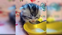 Baby Cats  Cute and Funny Baby Cat Videos Compilation - ANIMAL LOVERS