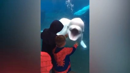 Try_Not_To_Laugh_ Animals _moments