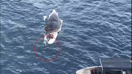 Les requins dévorent un cachalot