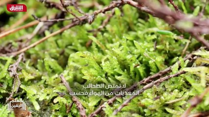 ...مستنقع بالقرب من أولد بورت . أحد خبراء ا...