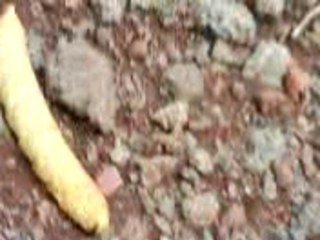 Grosse chenille dans la forêt de Bébour a la Réunion