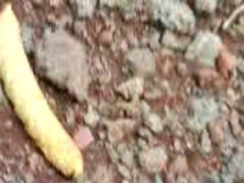 Grosse chenille dans la forêt de Bébour a la Réunion