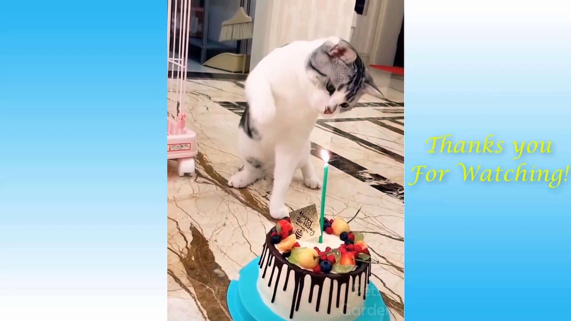 ⁣Cute Pets And Funny Animals Compilation  Pets Garden