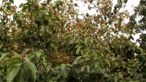 Ficus berries - food for birds