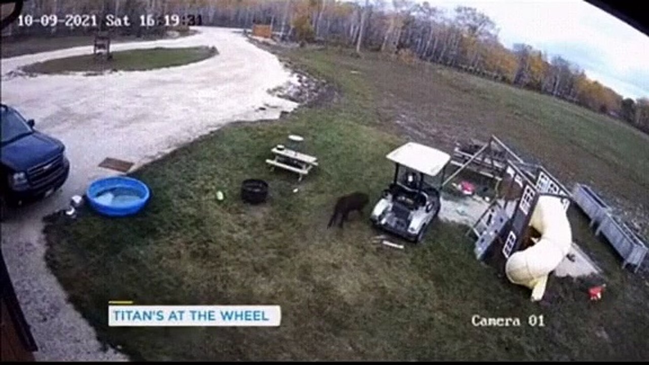 Cão carro de golfe acidente
