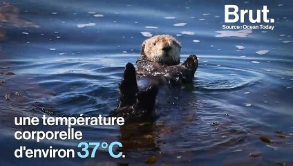 Comment les loutres de mer se protègent du froid