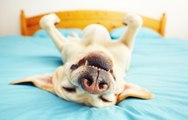 Ces signes qui montrent que votre chien est heureux chez vous