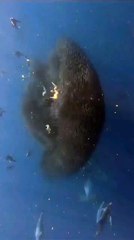 تجمع لأسماك القرش وطيور النورس في مشهد فريد تحت أعماق المحيط الهندي