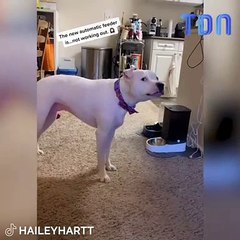 Un chien  fait une crise de colère hilarante à cause du manque de nourriture dans une vidéo virale