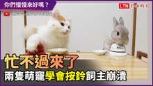 飼主手忙腳亂！兔子和貓貓學會按鈴討食　聰明又可愛