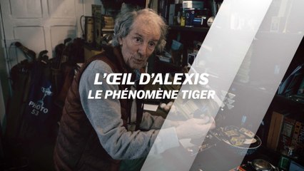 L'Œil d'Alexis : Le phénomène Tiger