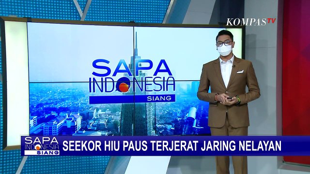 Seekor Hiu Paus Terjerat Jaring Nelayan di Pantai Sukaraja Diduga Akibat Terbawa Arus Laut