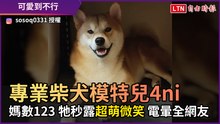 專業柴犬模特兒4ni 媽數123 牠秒露超萌微笑 電暈全網友