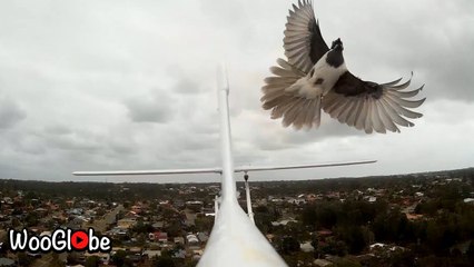 ''Battle for the Sky!' Flocks of birds 'viciously' attack RC planes in the sky '