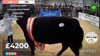 Top prices at Royal Ulster Premier Beef & Lamb Championships