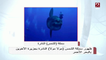 د. حمدي عمر يعقب على ظهور سمكة مولا مولا النادرة في مياه البحر الأحمر
