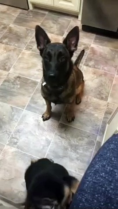 Un perro sienta a su hijo pequeño !