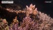 Billions of corals born on Australia's Great Barrier Reef