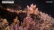 Billions of corals born on Australia's Great Barrier Reef