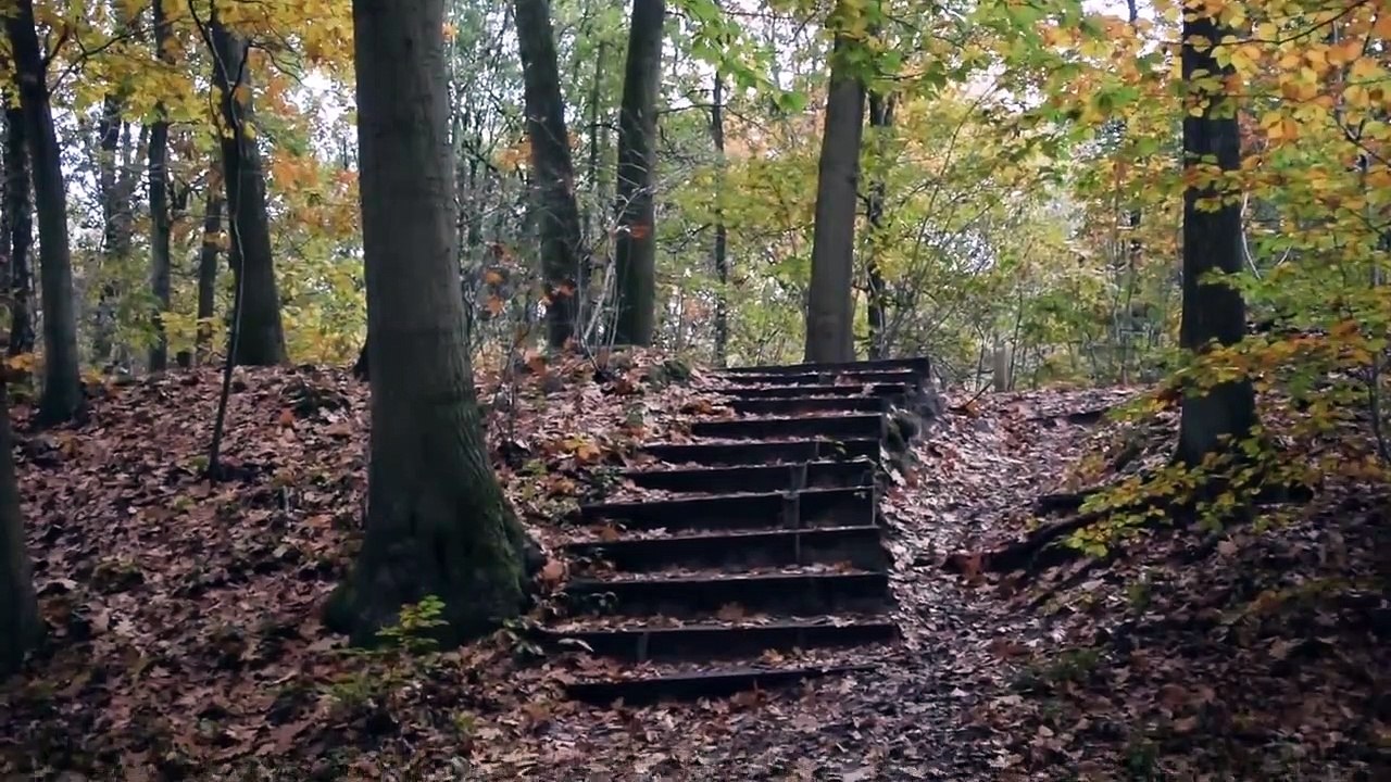 Beautiful Fairytale Fall in Holland, Relaxing Nature Autumn Forest