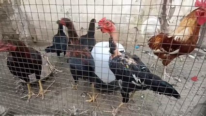 cockerel aseel | pullet hen | cockerels and pullets | Nature in Seconds