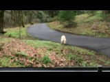 Excited Dog Takes Off After Deer