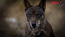 'Compartiendo la Tierra', el documental sobre la coexistencia de la ganadería y el lobo